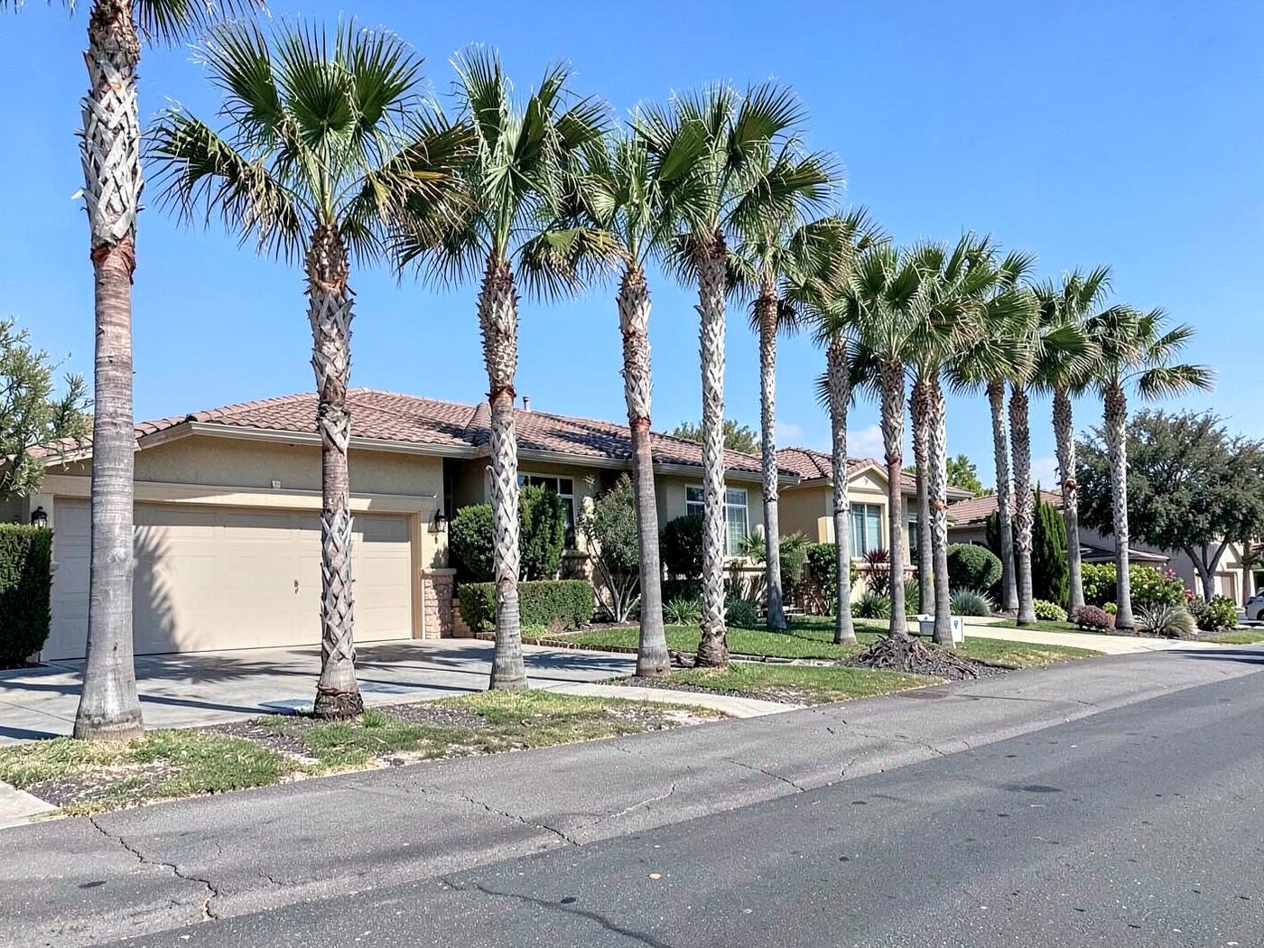 Row of Mexican fan palms freshly trimmed in front of an Oceanside home