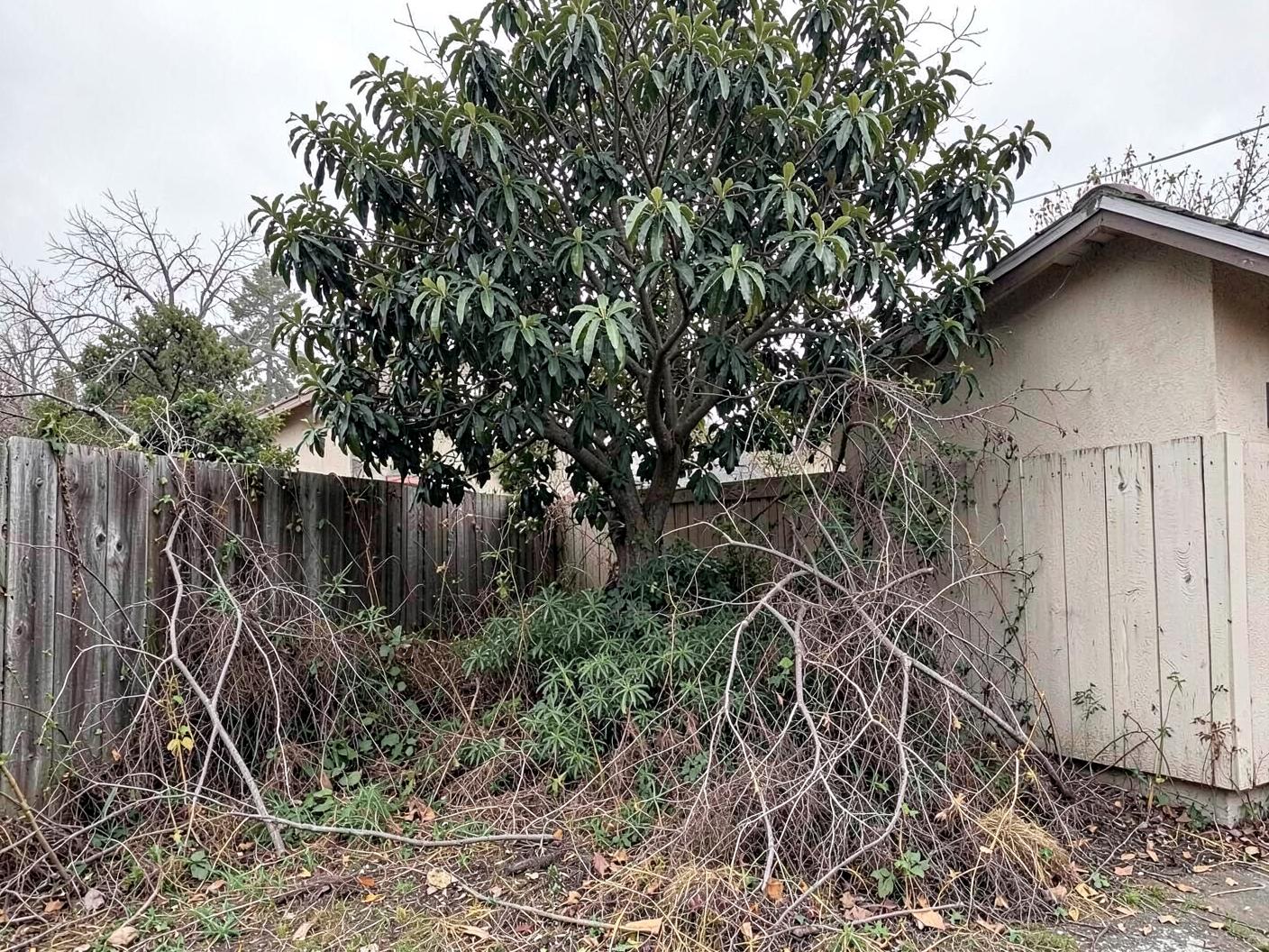 Overgrown Vista back yard with an untrimmed tree and brush against the fence