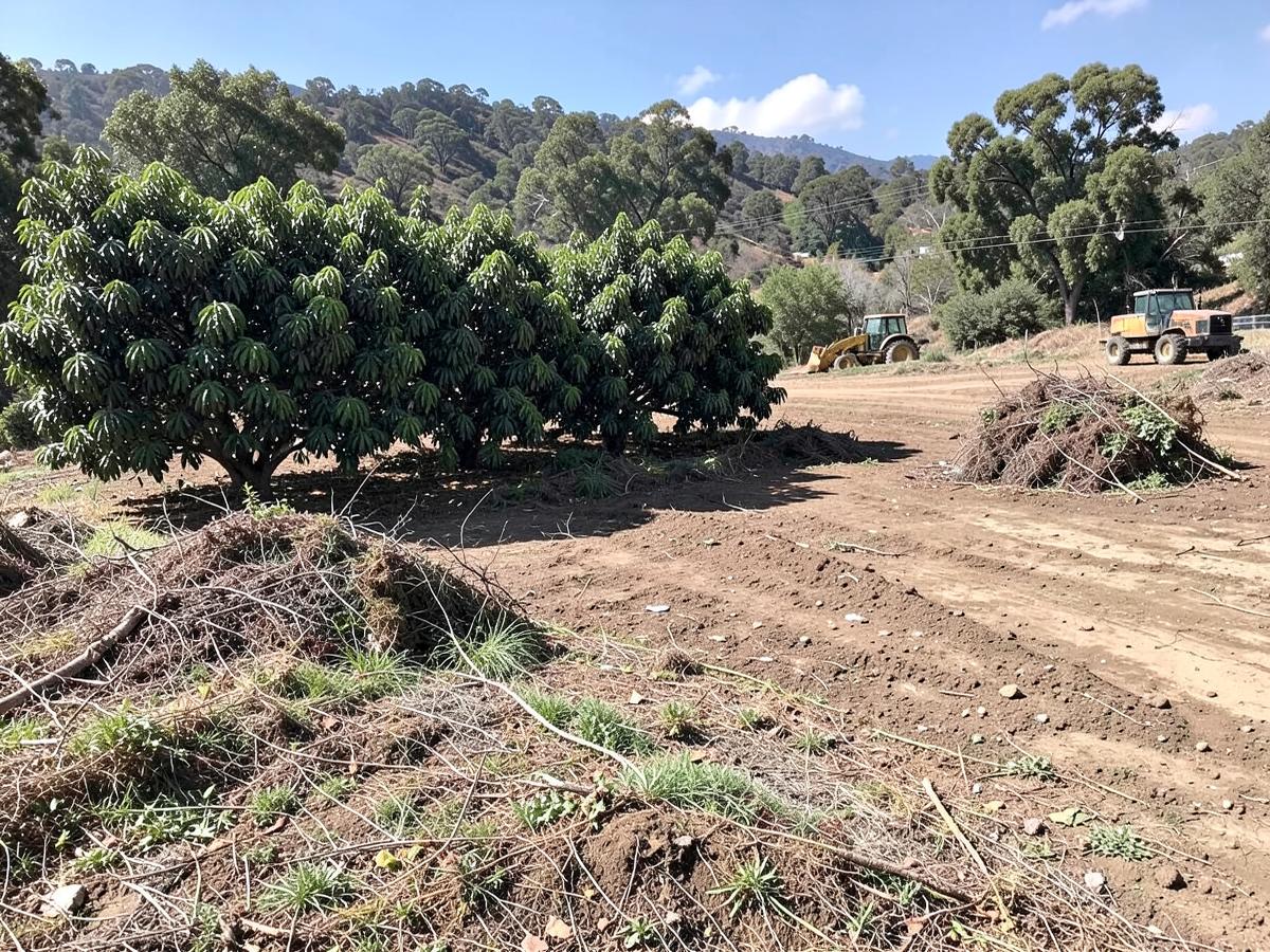 Brush cleared around an avocado grove on a Fallbrook hillside