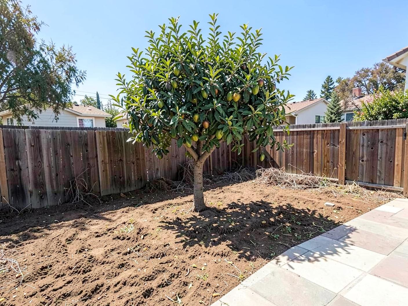 The same Vista back yard after trimming and clearing, ground raked clean