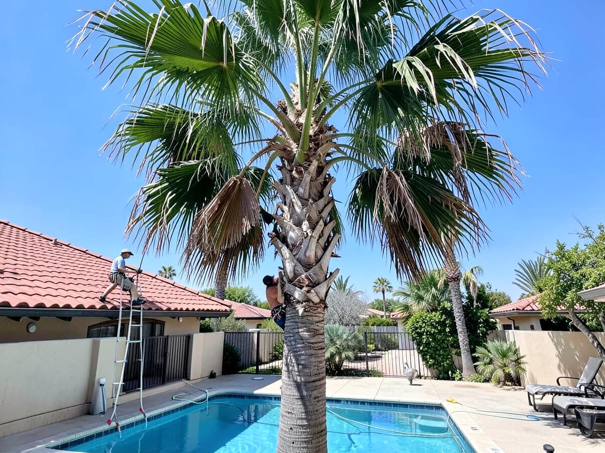 Queen palm trimmed above a backyard pool in Temecula